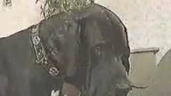 Ebony canine penetrates its dark-haired female owner on video