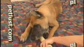 African American man relishes rough intercourse with his canine