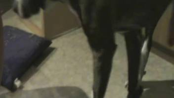 Adorable dog energetically pounds an enthusiastic young animal enthusiast