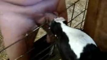 Guy lets goat blow him in an outdoor zoo on camera