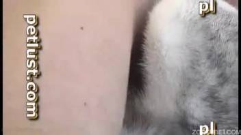 Amateur canine zoophilia video featuring a hot Husky and an authentic guy