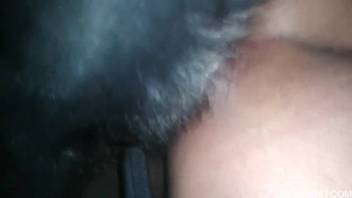 Ebony canine forcefully penetrates the narrow rear of a depraved animal lover
