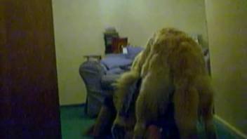 Bushy and thick canine banging its mistress intensely