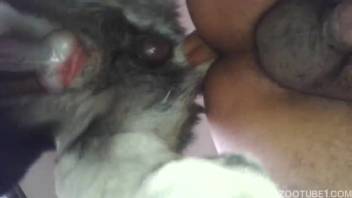 Animal enthusiast with firm buttocks receives anal penetration from skilled canine