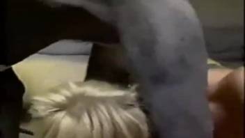 Two filthy chicks are blowing a succulent canine cock in a bestiality threesome