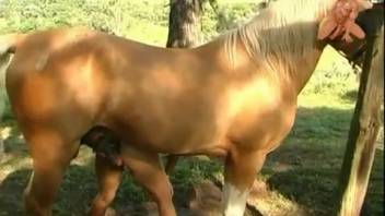 Intense equine pounding in outdoor settings with a horny amateur Latina in estrus