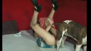 A dog performs oral sex on a penis-swallowing animal lover whore