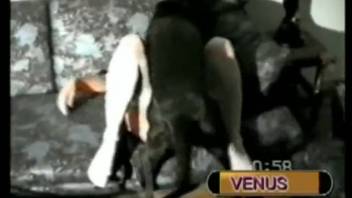 Stunning dark-haired vixen gets pounded roughly by a skilled ebony canine