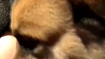 Curvy redheaded woman takes it in the rear from a dog