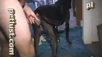 Young man and his black dog in amazing anal bestiality
