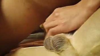 Innocent dog is trying anal sex with a perverted owner