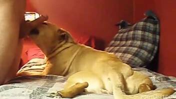 Filthy pup laps and blows bestiality cock in homemade zoo porn flick