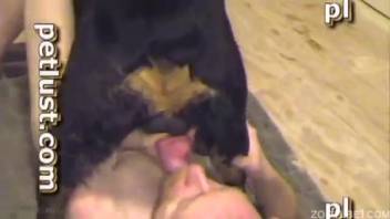 Novice bestiality enthusiast male performs oral on his pet dog in homemade animal sex porn
