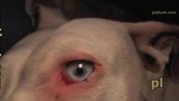 Beast lover pounds his freckled pup in the chamber