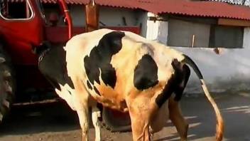 Bitchy amateur hottie is playing with her cow at the farm