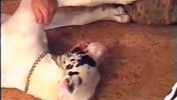 Thick, juicy dog cock stuffs her snug, bare pussy