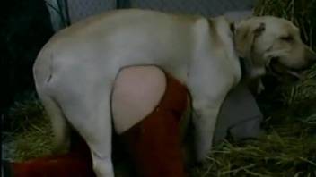 Fat white dog fucking its owner from behind
