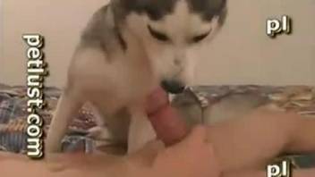 Husky with hard dick gets nicely analyzed by nasty owner