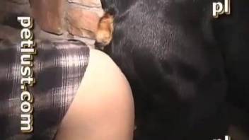 Black doggy impaled a horny owner in ass to ass pose