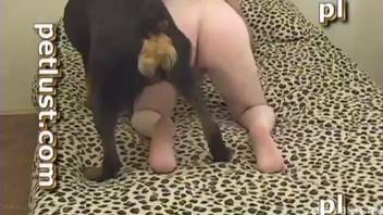 Furious ebony canine skewered a lustful guy in doggystyle position
