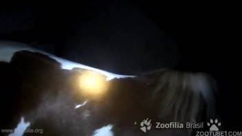 Attractive evening bestiality encounter with a passionate pony
