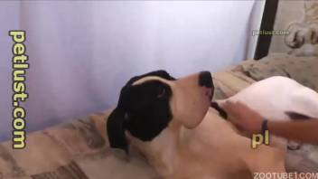 Filthy guy who loves animals orally pleasures his pup with affection and intensity