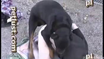 Ebony canine with rigid erection orally thrusts into a cute young lady