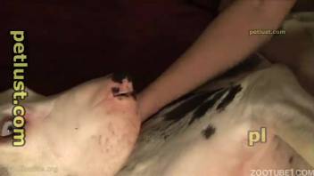 Stunning pale pup gets ass-fucked by wickedly evil master