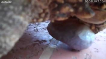Intimate footage featuring an ultra-hot turtle, unbelievable