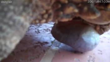 Steamy adult clips featuring young adults and a tortoise in homemade XXX action