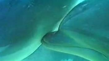 Gorgeous dolphins are enjoying nasty wild sex in the deep blue ocean