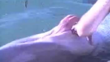Dolphin experiences erotic bliss from a lady's soft caresses
