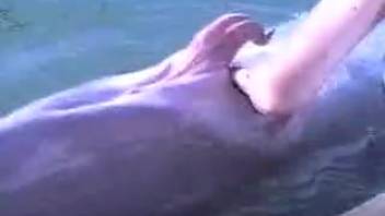 Sea creature's orifice is softly caressed by an inquisitive bestiality lover