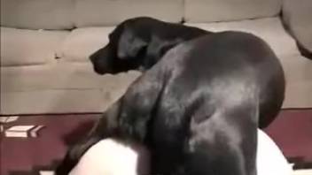 Slender woman penetrated by her dogs in homemade bestiality porn clips