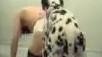 Dalmatian banging a brunette in stockings, incredible stuff
