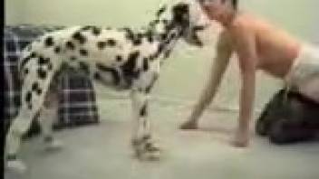 Spotted dog pounding a dark-haired woman in nylons, unbelievable action