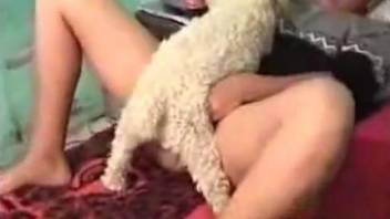 Angelic small doggy licks and fucks a wide-opened pussy of a brunette