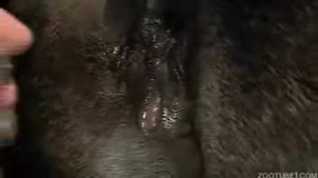 Pal ejaculates inside and tongues semen from the horse's orifice after thrusting