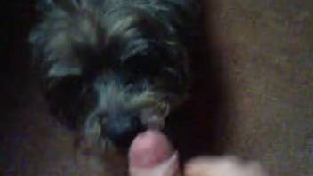 Tiny pup with innocent expression sweetly licks my excited cock in point-of-view animal encounter