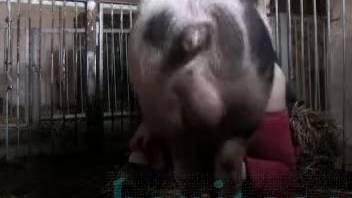 Savage footage of bestiality involving a female and a swine