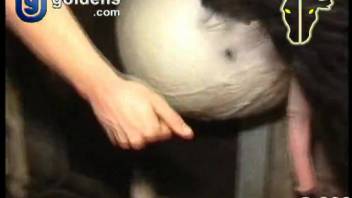 Massive stallion dick destroys chick's rear and snatch in hardcore smut