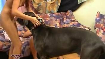 Slender females savoring canine erotica via webcam in savage intercourse sequences