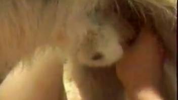Deviant gently caresses large penis of intelligent German Shepherd canine