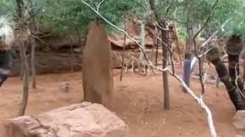Tourist with a camera records kangaroo screwing its mate in the zoo