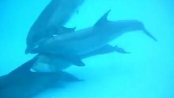 Pod of dolphins engages in passionate mating amid the azure waves of a tropical ocean