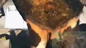 Deviant guy enters the barn to touch the aroused cow's pussy