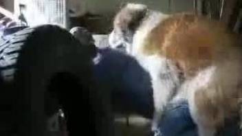 Extreme doggy style sex with a dog recorded by a hidden cam