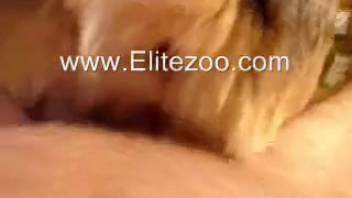 Guy records himself during intense penetration with his dog