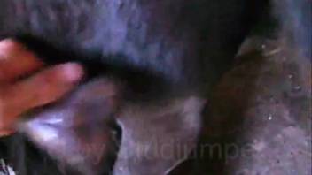 Gripping an enormous horse cock and showing you the size of its massive tip