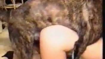 Brunette with pigtails gets pounded by a muscular black hound